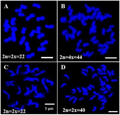 Comprehensive mapping of molecular cytogenetic markers in pitaya (Hylocereus undatus) and related species